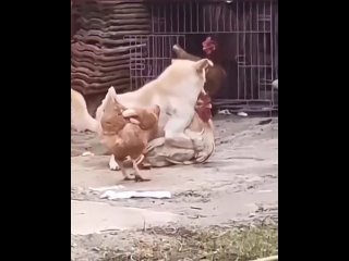 cock and dog