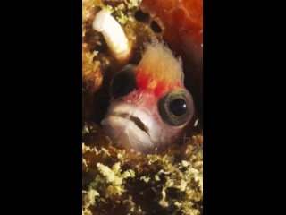 mccoskerichthys sandae by filipe deandrade/biology